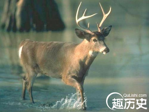 姜子牙坐骑是什么？姜子牙坐骑四不像是什么动物