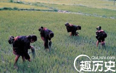 黎族“采集”主要指什么？为何成为黎族副业