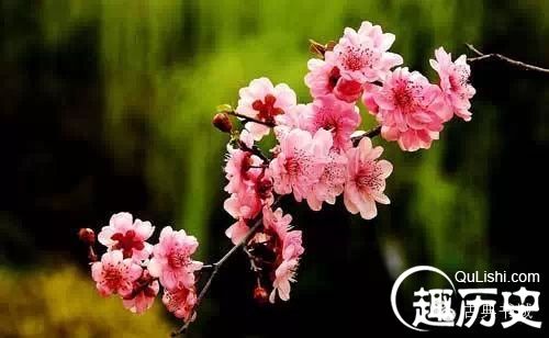 盘点十首最美清明诗 清明古诗集锦