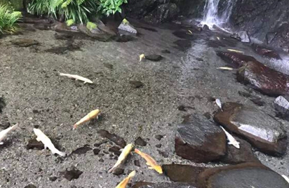 柳宗元写《永州八记》的背景是什么?柳宗元为什么写《永州八记》?