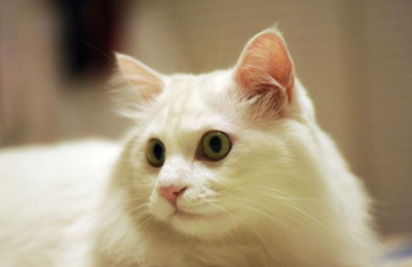 &ldquo;铁马冰河入梦来&rdquo;是谁写的？陆游为什么被称&ldquo;亘古男儿&rdquo;？