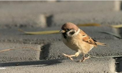 关于跳着走路的麻雀有什么寓言故事?故事教会了什么道理?