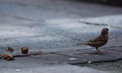 关于跳着走路的麻雀有什么寓言故事?故事教会了什么道理?