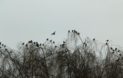 《琵琶行》白居易为什么对琵琶女的遭遇同情不已？原来白居易是感同身受！